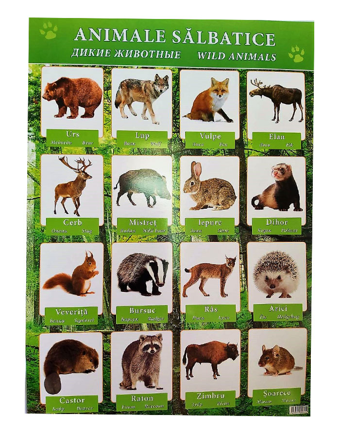 Poster Animale Salbatice 640x470mm